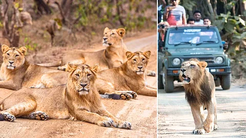 A fun journey in a forest full of lions..!