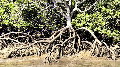 Plants with aerial roots that stay in the air and their functions!