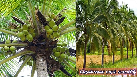Coconut Tree Insurance