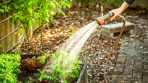 Caring for plants at home