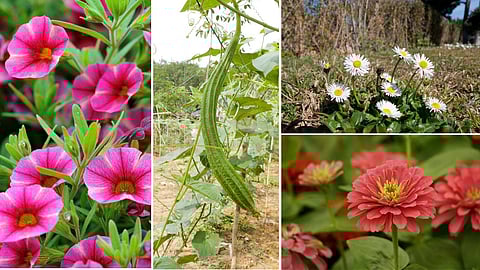 Do you know what a 'perennial plant' is?