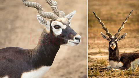blackbuck population in india