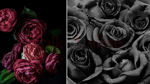 Nature's black rose