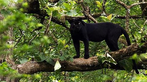 black panther animal