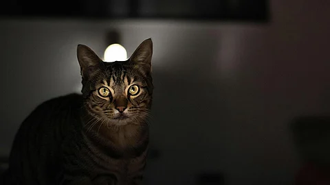 Cats' Eyes Glow In The Dark