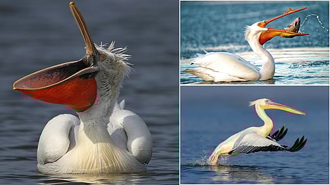 Pelican bird