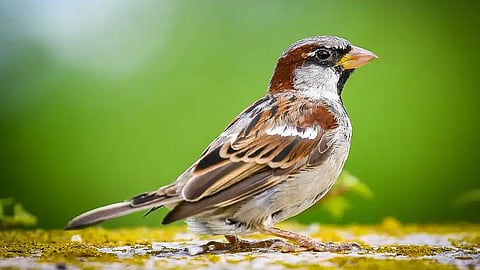 world sparrow day