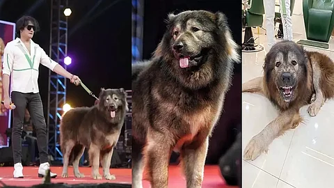 Okami dog