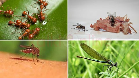 8 creatures with the shortest lifespan!