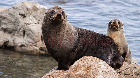 International Seals Day