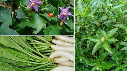 Healing spinach...