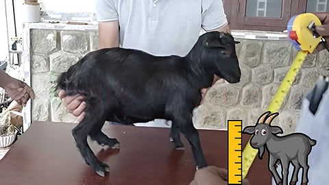 'கரும்பி' ஆடு