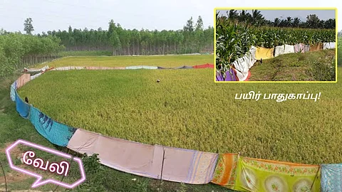 Crop Protection