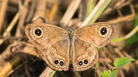 'Aindu Valayan' butterflies