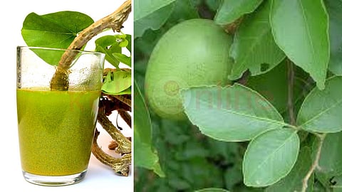 strengthens liver function and heals stomach ulcers
