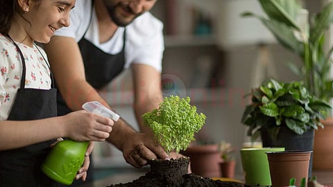 Summer plant care tips!