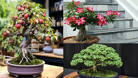 bonsai tree