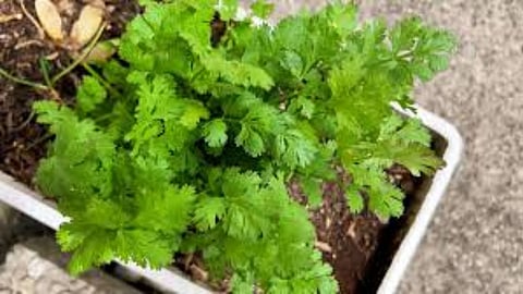 Coriander leaves