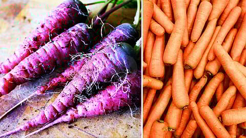Do you know the story of the purple carrot that turned orange?
