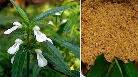 The medicinal flower of the thumpai flower