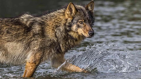 Vancouver Coastal Sea wolf