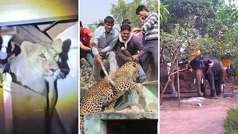 Animals in the village