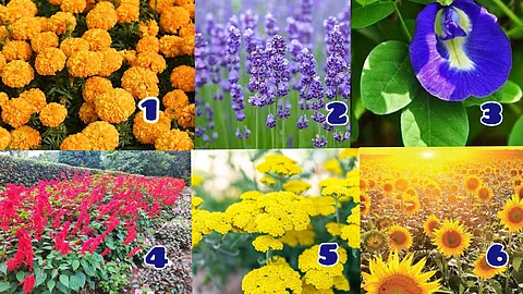 Flower Plants