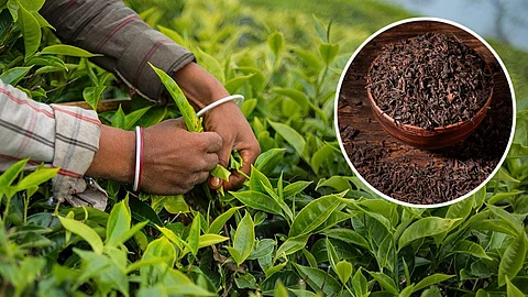 Tea production