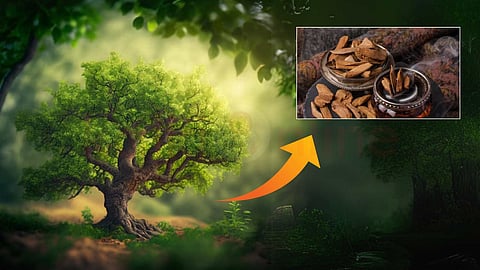 kynam tree
