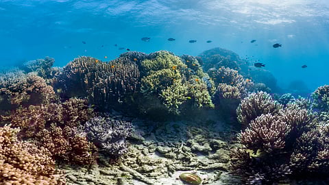 Coral Gardens at the edge of the Pacific
