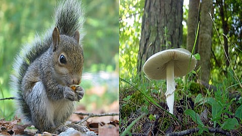 Squirrel and Mushroom