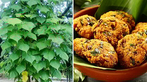 Nutritious Murungai Leaf Dosa