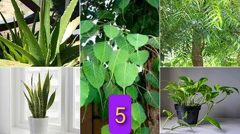5 plants that release oxygen at night