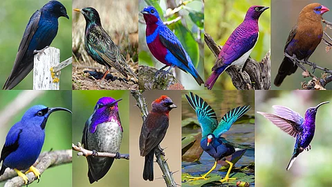 10 purple colour birds