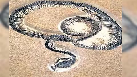 Vasuki snake