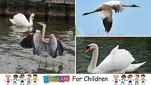 Majestic Swans
