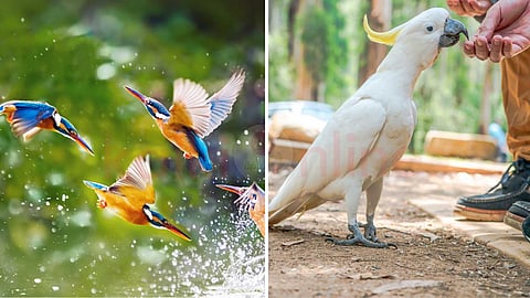 The health benefits of admiring birds!