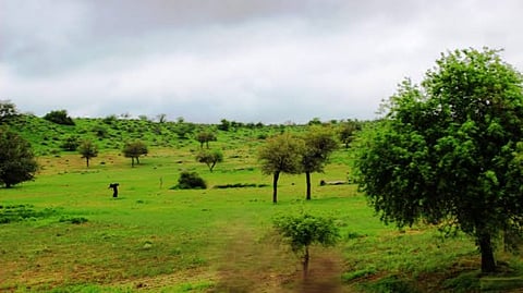 The Thar Desert is turning green due to heavy rainfall!