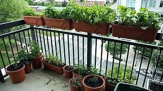 plants to decorate your balcony