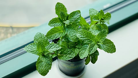 mint plants