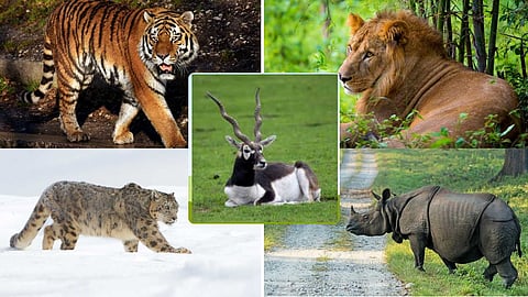 Five rare animals on the verge of extinction!