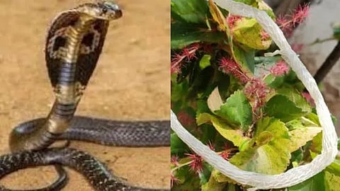 snakes
