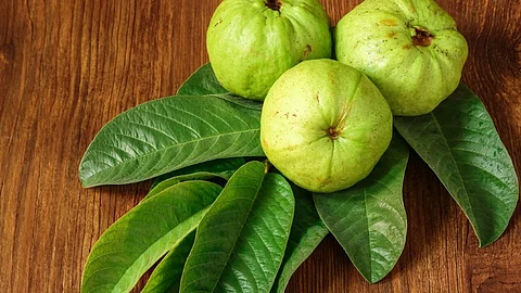 Guava fruit and leaf benefits