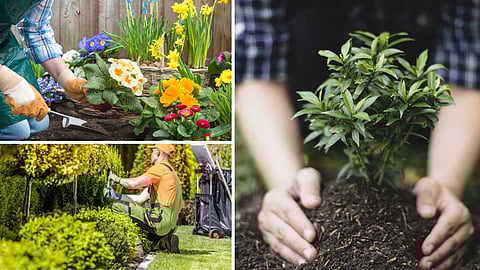 Trees, vines in home
