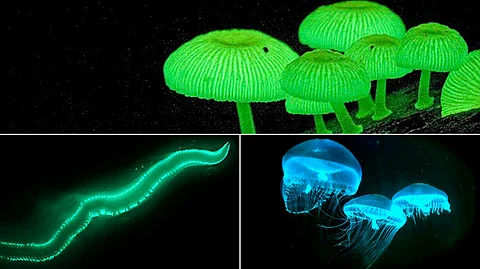 Bioluminescent Organisms