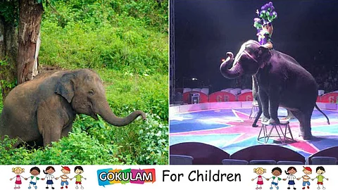 Elephant circus and rescue