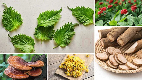 herbs