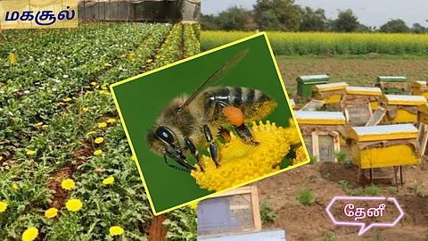 Yield - Honey Bees