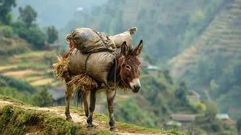 Donkey life lesson