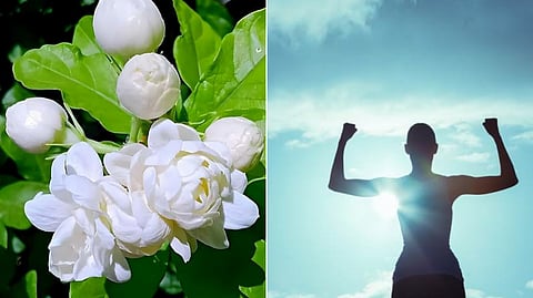 Jasmine medicinal benefits